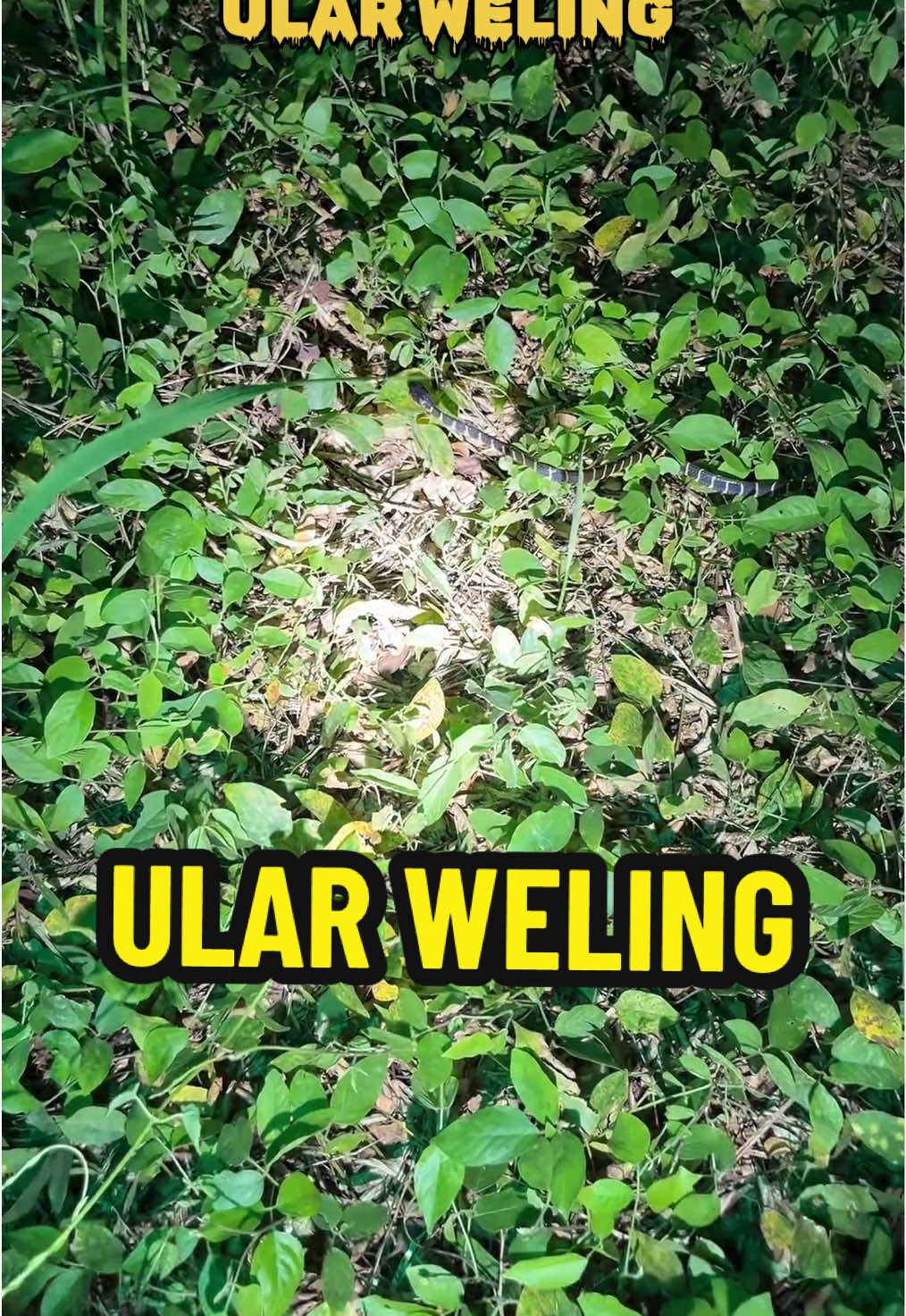 Ada yang pernah ketemu ular weling / welang ? #ular #ularweling #ularbesar #xybca #fyp 