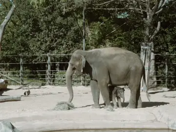 Just a casual family outing at the Fort Worth Zoo… with the production value of Planet Earth 🦒✨ #motherhood #cinematic #fortworth #zoo 