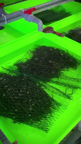 cuộc đời anh black, nhưng nhất định em phải pink quần anh có thể rách, nhưng em phải thật xinh