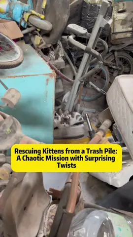 Rescuing Kittens from a Trash Pile: A Chaotic Mission with Surprising Twists Every kitten season brings unexpected rescues, but this mission turned into one of the most chaotic experiences ever. Hidden in a massive pile of discarded furniture, old mattresses, and trash, four tiny kittens were struggling to survive. Setting cages wasn't enough - food didn't lure them, and we had no choice but to dig through the garbage. Volunteers joined in, nervous but determined, and what followed was a rollercoaster of surprises. From accidentally frightening out a weasel to nearly missing kittens hidden in impossible places, this rescue was anything but ordinary. One kitten ran straight into a net, another hid so patiently in a narrow crack that it took a flashlight to find her, while the last two cleverly avoided detection for hours. After five exhausting hours, we finally managed to catch them all - though not without scratches and even a painful bite that left four deep holes. Each kitten was given a unique name inspired by its rescue story, such as 'Not a Weasel,' 'Patient,' 'Bite Four Holes,' and 'Grabbed by the Butt.' Their mother, a gentle and abandoned cat with pedigree-like looks, was also rescued and prepared for sterilization before adoption. Though exhausting, this rescue highlights the importance of helping stray cats, preventing abandonment, and encouraging adoption. Every kitten deserves the chance at a warm, safe home. #CatRescue #StrayCatsOfTikTok #Kittenrescue #AnimalRescueStory #adoptdontshop 