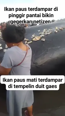 😢 Fenomena langka di pinggir pantai 🌊 Seekor ikan paus besar ditemukan terdampar dan membuat geger warga sekitar. Semoga kejadian ini bisa jadi pengingat kita untuk menjaga laut & lingkungan 🙏 👉 Apa pendapatmu soal kejadian ini? Tulis di kolom komentar ya. --- #IkanPaus #BeritaViral #FenomenaAlam #TrendingVideo  #creatorsearchinsights 