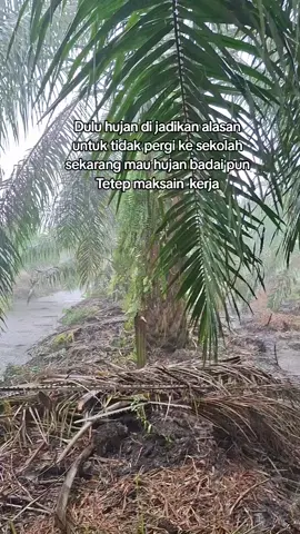 #hujanderas #kulisawitriau #fyppppppppppppppppppppppp #kulisawitriaupunyacerita🌴🌴🌴 