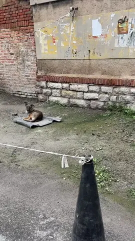 #dog #funny 