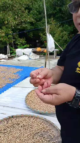 Kapulaga Lokal Kualitas Ekspor: Rahasia di Balik Harga Fantastis Rp 200.000+! ✨ Saksikan bagaimana Kapulaga pilihan dari petani terbaik kami siap menembus pasar global dengan standar premium. Ini bukan sekadar rempah, ini potensi keuntungan besar! Jangan lewatkan video lengkapnya untuk melihat proses dan kualitasnya!#KapulagaLokal #KapulagaEkspor #RempahIndonesia #KomoditasEkspor #fyp 