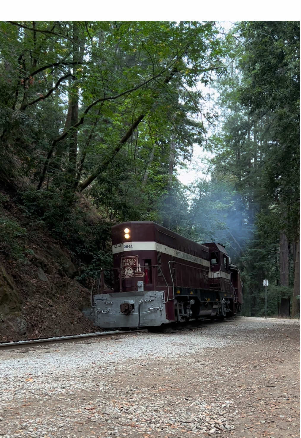 The train!!! #fall #forest #train 