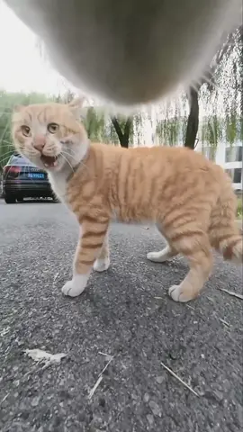 #catsoftiktok 