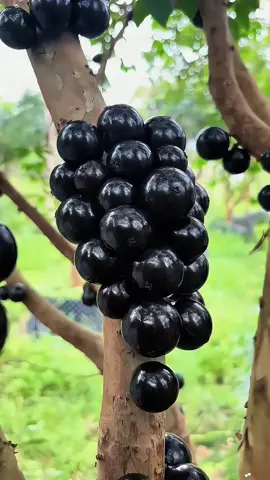 🍇ต้นพันธุ์องุ่นบราซิลแบบซำกิ่ง ต้นพันธุ์แข็งแรงพร้อมปลูก ปลูกง่ายโตไว รสชาติอร่อยมีประโยชน์🫐🍇 #องุ่นบราซิล #ต้นพันธุ์องุ่นบราซิล #องุ่น