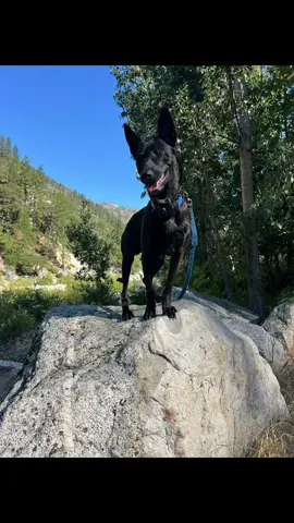 What a great day hanging out in Plumas national forest. @Bulletproof Pet Products @springin_labs… #dutchshepherd #memorieswithmydogs 