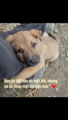 Người bạn trung thành🤗🤗