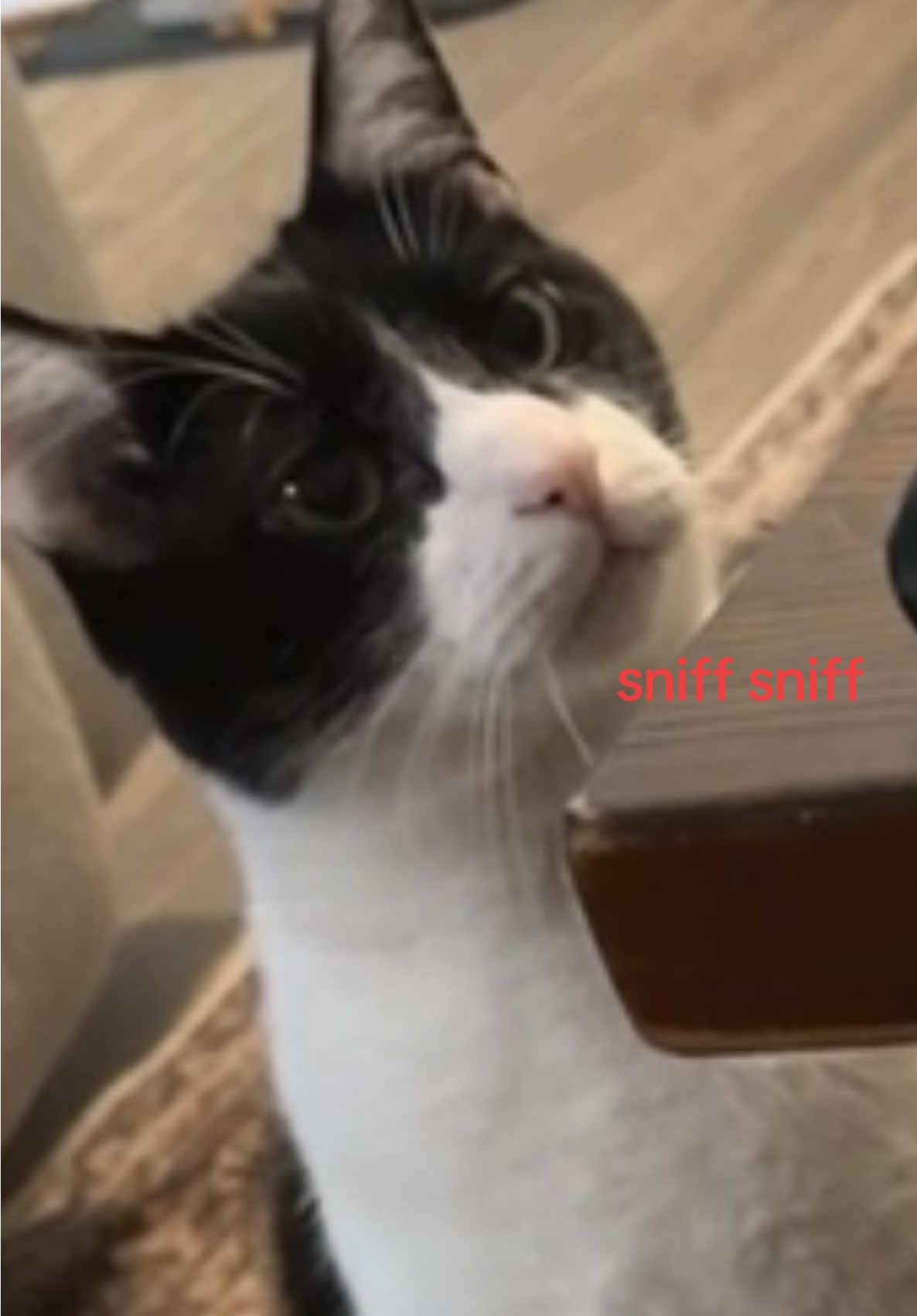 McDs Sprite just hits different 🤷‍♀️ #cat #sprite #bubbles 