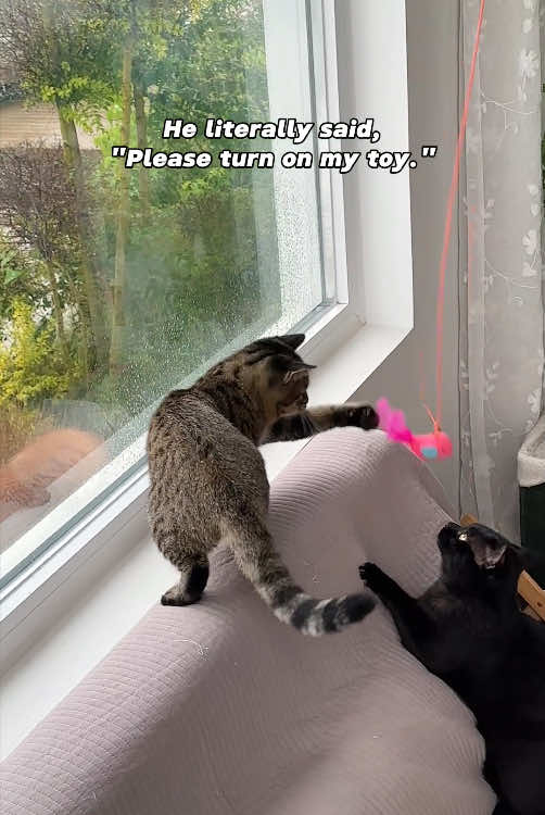 Nothing gets my cat more excited than hearing the toy click on. #cattoy #favoritetoy #catmomlife #cathack #tiktokshop 