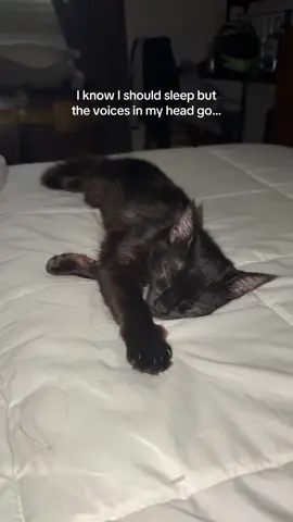 evil kitty.. #cat #evilkitty #blackcat #crazycat 
