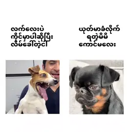 #ပိုင်ရှင်အားcrdပေးပါတယ်🥰 #flyyyyyyyyyyyyy 