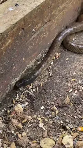 A dugite (Pseudonaja affinis) is a highly venomous snake found in southwestern Australia. It belongs to the brown snake group (genus Pseudonaja), which includes some of the world’s most venomous snakes. #snake#australia 