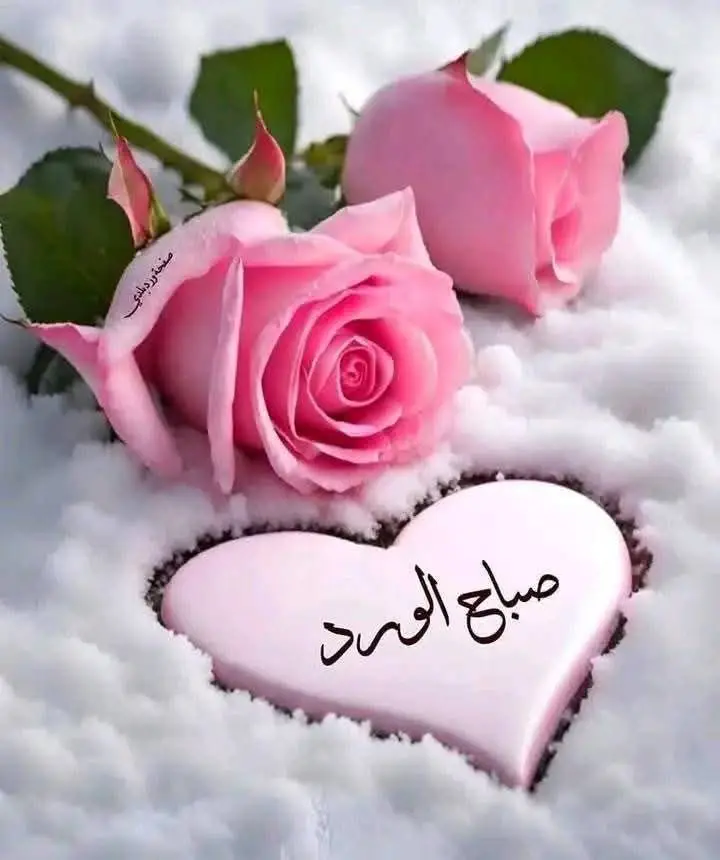 صور صباح الخير #صباح_الخير #صباحو #صباح_الورد_و_السعادة_لاجمل_قلوب🌹🦋 #صباحكم_أحلى_صباح🌹🌹 
