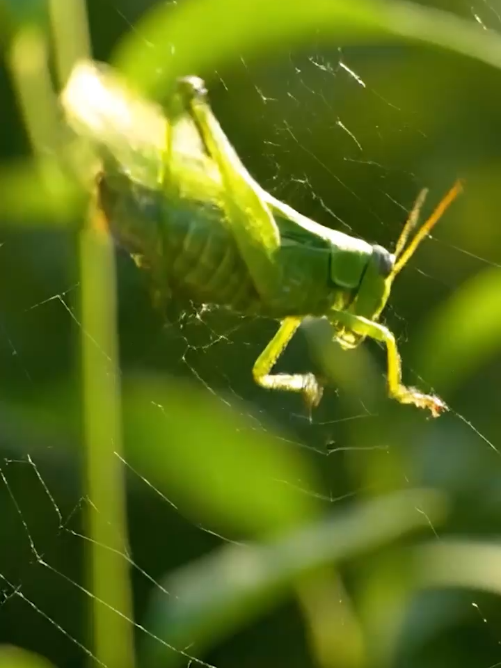 バッタが跳んだ先は、巨大な蜘蛛の巣だった…。 糸に絡め取られる瞬間をリアルに再現！ 自然界の弱肉強食を目撃せよ。 #自然のドラマ #昆虫観察 #弱肉強食 #蜘蛛の巣 #短編動画 #自然 #教育動画 #AIスタジオ
