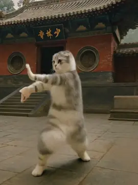 少林寺修行編2#少林寺拳法 #kunfu #cat #movie #acsion 