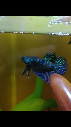 แข็งแรง รวดเร็ว ถึกทน  โบ้+แบม #ปลากัดป่า #ฟีดดดシ #เปิดการมองเห็น #อีสานสายกัด #ปลากัด 