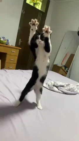 #funnycat #funnymeme 