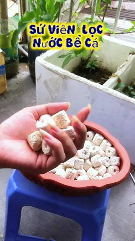 sứ viên nhẫn trắng lọc nước bể cá có lỗ li ti cho các vi sinh vật sinh sống#locnuocbeca #vatlieuloc #becacanh #locnuochoca 