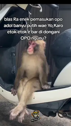 adol banyu dungo koyo e prospek #zxycba #fypdongggggggggシ #fypシ゚viral #storyrandom🥀 #storytime 