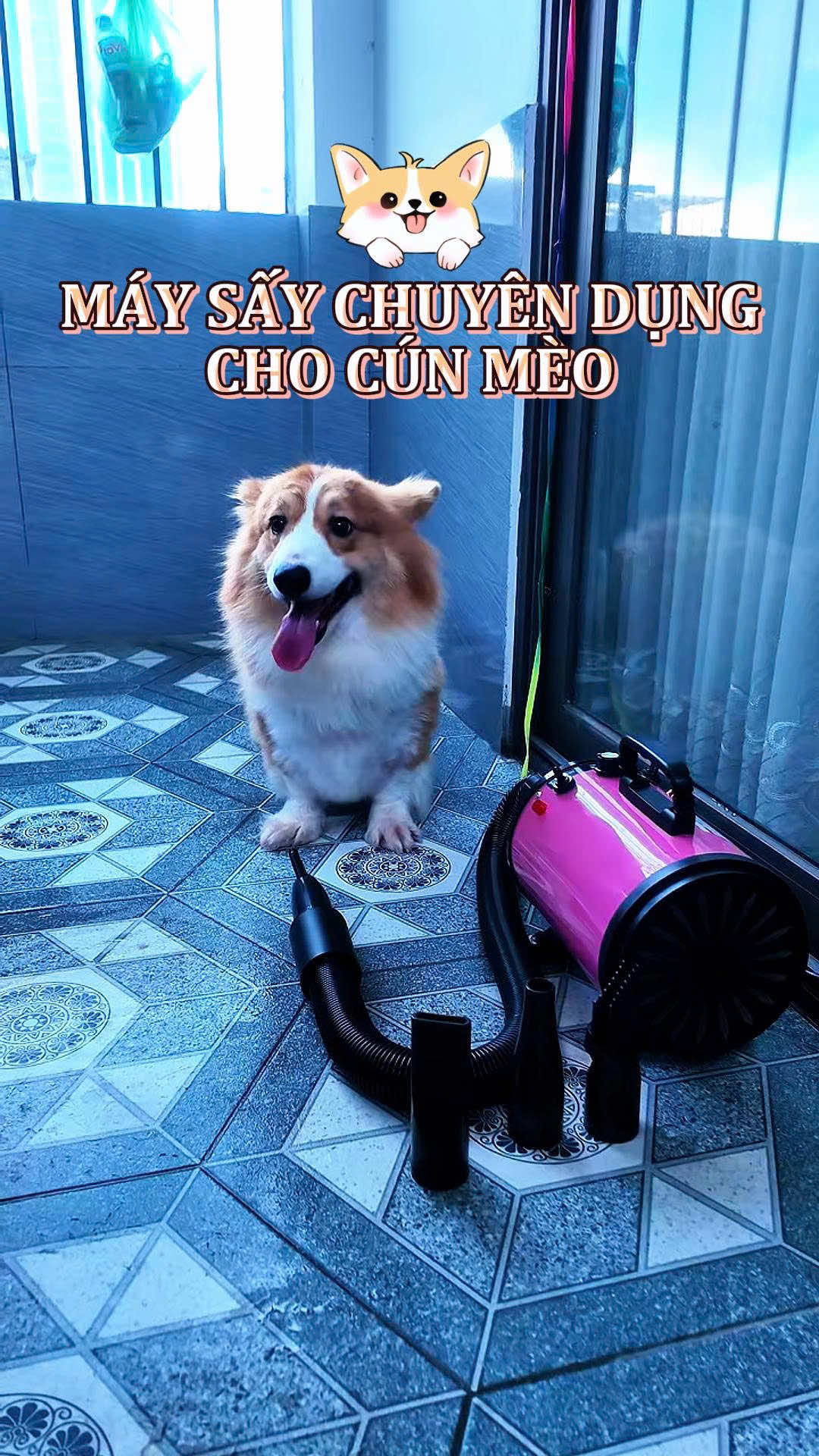 ai thích tự tắm cho bos tại nhà dơ tay #maysaylongthucung #maysaylongthucung #thucung🔔 