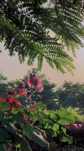 کتنی خوبصورت بات ہے ناکہ گزرے لمحوں کی یاد ہمیں بتاتی ہے کہ وہ کتنے خوبصورت تھے۔✨🕊️👀#views #meh_alee #fypシ゚ #support_me #unfreezemyacount 
