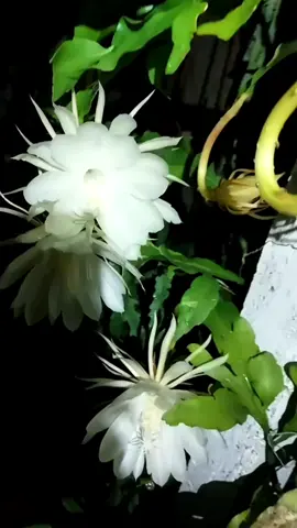 ✨ Nhật Quỳnh – nàng thơ “họ xương rồng” ✨ 🌸 Hoa trắng tinh khôi, thơm ngọt ngào 🍀 Lọc không khí, mang điềm lành – tài lộc 💚 Dễ trồng, dễ thương, hợp treo chậu hay đặt bàn 👉 Sắm một em, Tết này nhà vừa thơm vừa may mắn! #hoanhatquynh #caycanhtrongnha #plantsoftiktok #houseplants #hoadepmoingay 