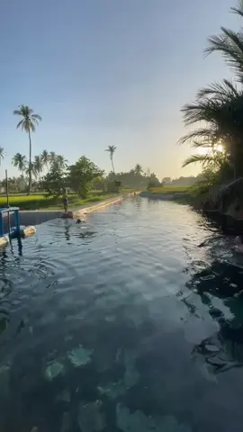 #morningvibes #kupangpunyadong🔥 #nttpride🏝🔥 #nttpride🏝🔥fypシviral #fyp 