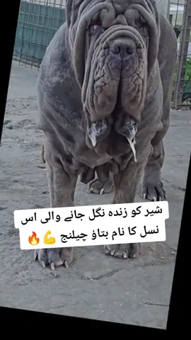 #viralvideo #trading #foryou #please #growmyaccount #forme #dangerousdog 