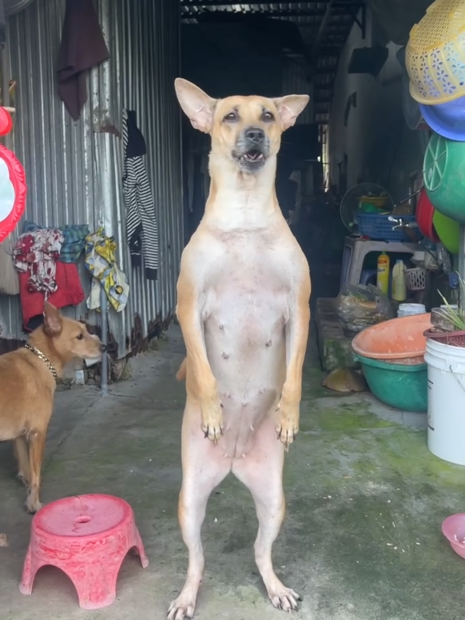 Em gái khứa Gấu P819: Thánh hóng xóm tui😁😁😁#dog #trending #petcung #xuhuong 