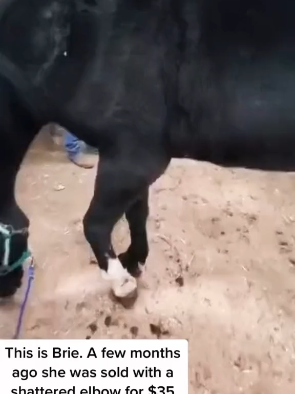 After fracturing an elbow, we thought all was lost for this beautiful horse… until Ally and her incredible team of vets stepped in. Brie has made a FULL recovery! #searchforwondermom