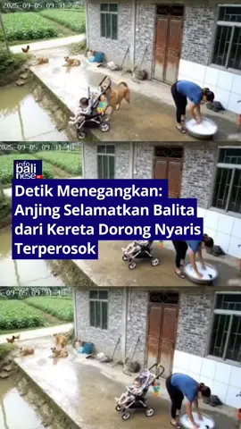 Detik Menegangkan: Anjing Selamatkan Balita dari Kereta Dorong Nyaris Terperosok .  Sebuah peristiwa menegangkan terekam kamera CCTV dan menjadi viral di media sosial. Dalam rekaman tersebut terlihat sebuah kereta dorong yang ditumpangi seorang anak kecil melaju tanpa pengawasan menuju parit. Situasi genting itu nyaris berujung tragis, namun tak disangka, seekor anjing peliharaan keluarga bertindak cepat. Dengan sigap, anjing tersebut berlari ke arah kereta dorong dan menghentikan lajunya sebelum mencapai tepi parit. Berkat insting dan keberanian hewan itu, sang anak berhasil selamat dari bahaya. .  .  ≠========================≠ Follow: @infobalinese.id Follow: @infobalinese.id Follow: @infobalinese.id ≠========================≠ .  Sumber: via /user6225352401   .  .  🎥:  .  📷:  .  📰:  .  . #infobali #baliindonesia #anaklucu  #bali #indonesia      