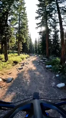 Moose has a special message for you #moose #wildlife #mountianbike #gopro #animalplanet #birthday #AI