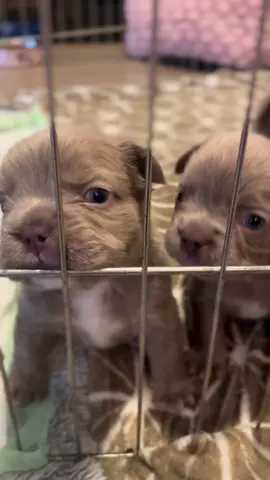 Need a lil buddy! available Fluffy French Bulldogs! 