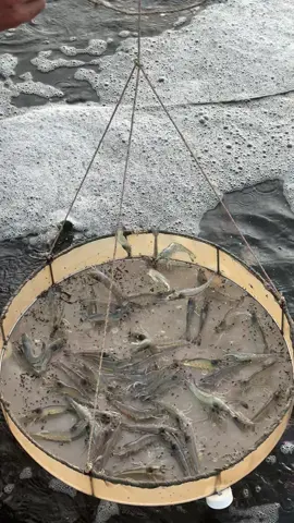 Farm 2/ Thăm tôm ao số 2🦐.