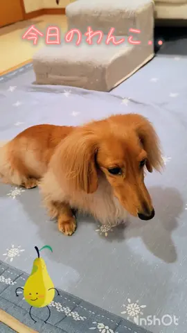 今日のわんこ.. #ダックスのいる暮らし 