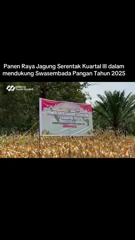 Dalam rangka mendukung program swasembada pangan yang juga merupakan salah satu program super prioritas nasional, kemarin dilaksanakan panen raya jagung serentak kuartal III tahun 2025. Kegiatan ini dipusatkan di desa Sumuran, Kecamatan Batang Toru Kabupaten Tapanuli Selatan. Rasa bangga dan apresiasi atas keberhasilan para petani yang mampu menghasilkan panen jagung ini. Capaian ini menjadi bukti bahwa masyarakat Tapanuli Selatan mampu menjaga ketahan pangan sekaligus meningkatkan kesejahteraan melalui sektor pertanian. Panen raya yang digelar serentak se-Indonesia ini dipimpin langsung Kapolri Jenderal Drs. Listyo Sigit Prabowo, M.Si melalui zoom meeting dari Kabupaten Oku Timur, Sumatera Selatan. Terimakasih juga saya sampaikan kepada Kapolres Tapsel dan jajaran yang telah menginisiasi kegiatan panen raya ini.  Panen raya jagung di Batang Toru ini  sebagai hasil nyata kerja keras petani, gotong royong masyarakat, dan sinergi lintas elemen demi memperkuat ketahanan pangan di tingkat lokal maupun nasional. @Yon Edi Winara  #tapsel  #tapselbangkit  #tapselkembalibangkit  #sinergitapselbangkit 