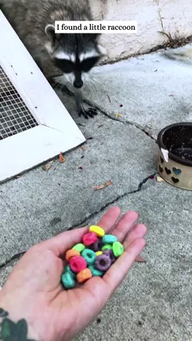 I picked up a little raccoon.#fyp #animals #rescue #raccoon 