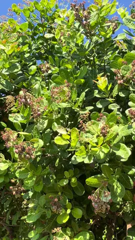 #ដំណាំស្រូវ🌾🌾 #ដំណាំចន្ទី #ដំណាំដំឡូង #ដំណាំធូរេន #0716656969 