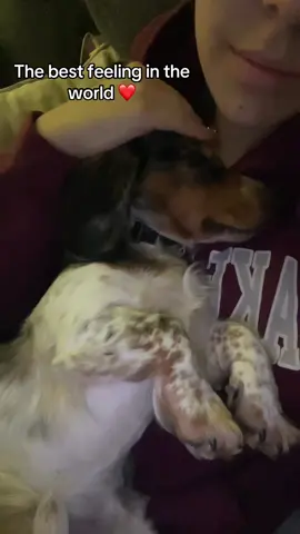 My Ollie boy 🐶🥰  @Ollie 🐶 #ollieethedoxie #fyp #minidachshund #puppy #cuddling 