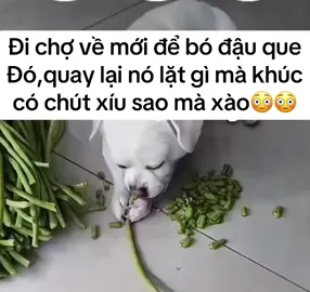 OTOTAMPRO #thucung🔔 #thucung #cuncung #xuhuong #xuhuong2025 