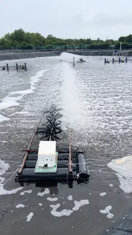 Quạt chạy tạo oxy z ổn hk ta 😅 cbi sang mấy e ra ao thứ 6 nữa là xong kéo về đích thôi 🥰#tômcôngnghệcao #xuhuongtiktok #16969 #ViệtMỹ 