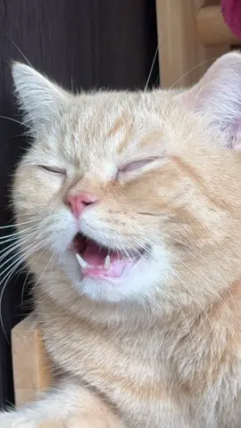 สภาพ ‼️‼️‼️ #ครอบครัวพีพีแมวส้ม #แมวตลก #พีพีแมวส้ม #แมวพูดได้ #แมวส้มพูดมาก 