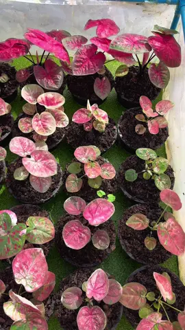 เปิดตู้มาก็สวยเชียวน้าา🥰#บอนสีราชินีไม้ใบ #บอนสี #ขึ้นฟีดเถอะ #สวนธีญราบอนสีพิษณุโลก