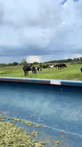 ASMR farm style 🤷🏼‍♀️💅 #leadingtperformancehorses #leadingtheway #asmrsounds #asmrfarm #colstarting #barrelhorses 