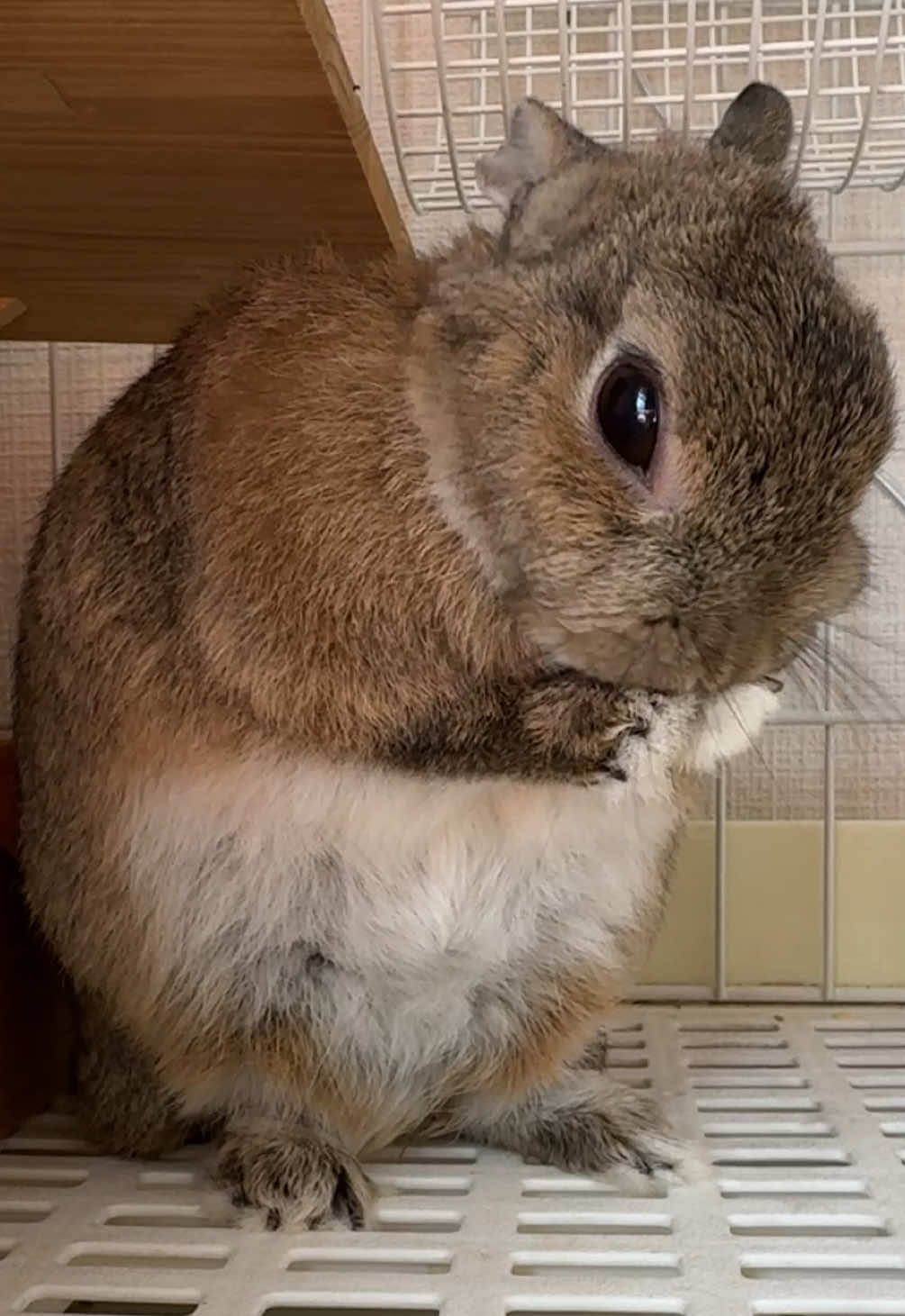 #うさぎ #うさぎのいる生活 #rabbits #bunny #rabbitlovers 