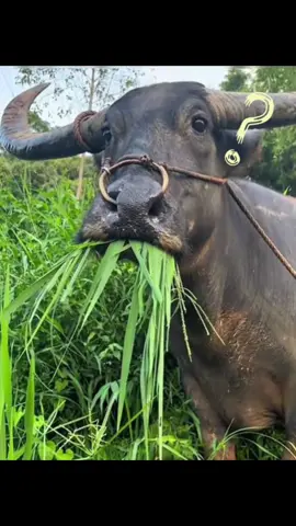 Trâu này ngoài ăn cỏ ra còn làm dancer nữa à 🤣🤣#trending #ai#dongvathaihuoc 