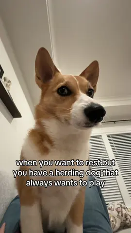 the harassment to play is honestly never ending 🤣 #corgi #dogsoftiktok #herdingdog #playtime #fyp 
