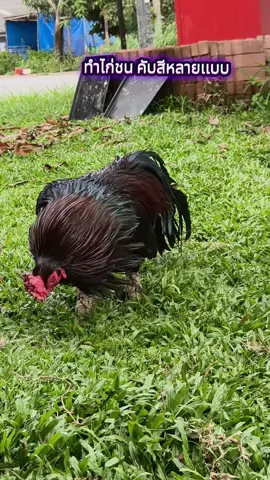 #ไก่ใต้ #เพชรสุราษฎร์ฟาร์ม 